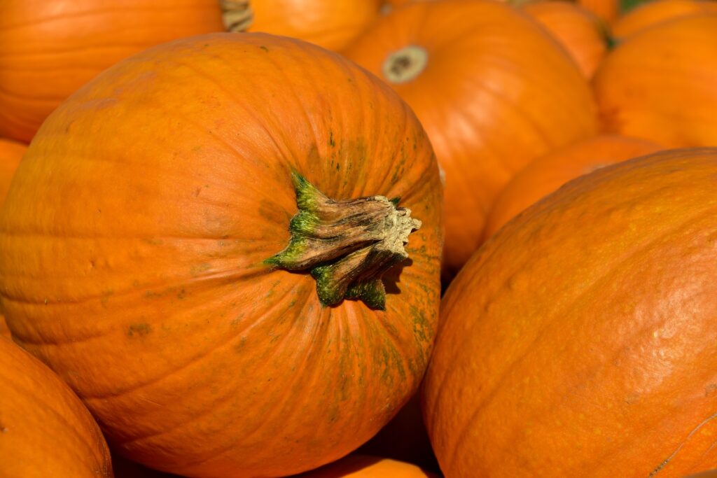 Pie Pumpkin (from Elmira, conv)