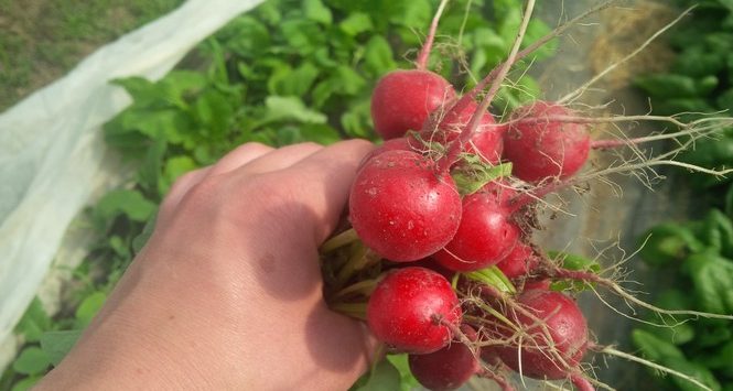 Radishes