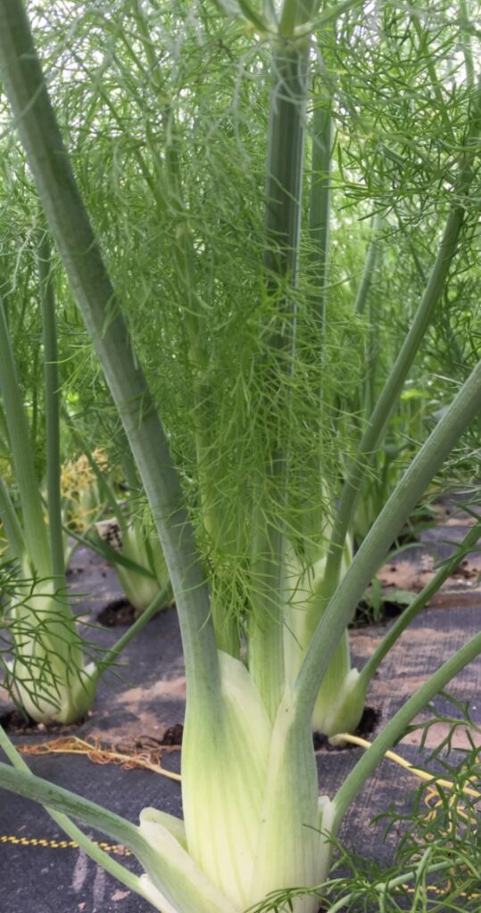 Fennel (1 large or 2 smaller)