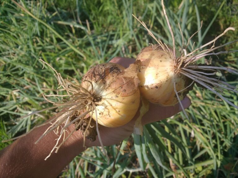 Fresh Onions-(qrt)