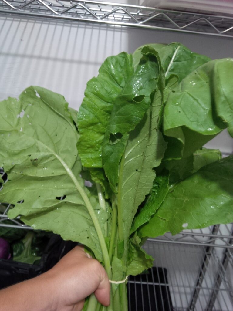 Komatsuna Mustard Greens (bunch)