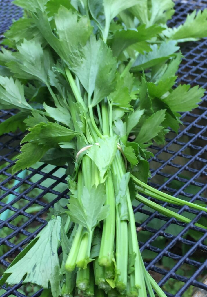 Leaf Celery (bunch)