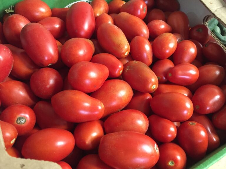 BULK: Roma Tomatoes- Half Bushel (Pre-Order)