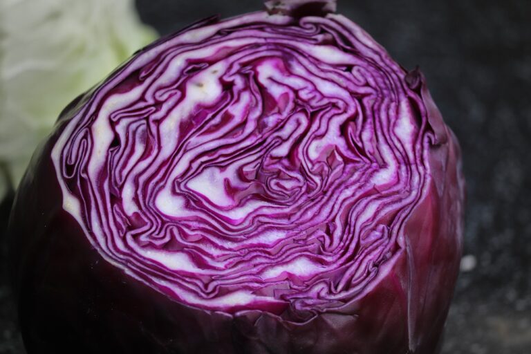 Cabbage-Red (ea) (from Elmira, conv.)