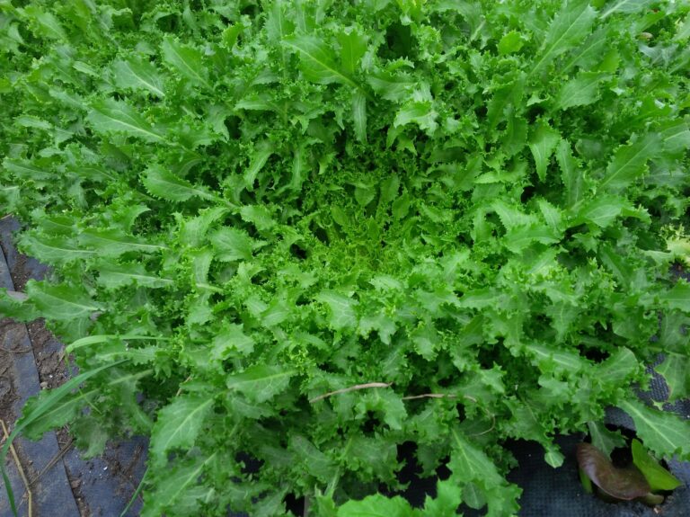 Endive (ea)