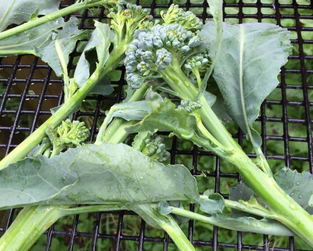 Broccoli – Shooting Broccoli (225g bag)