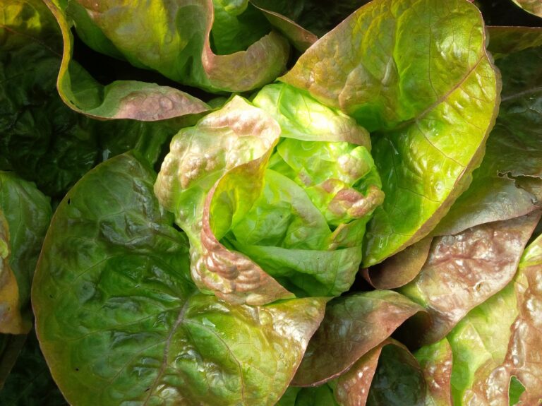 Lettuce-  Butterhead (ea)