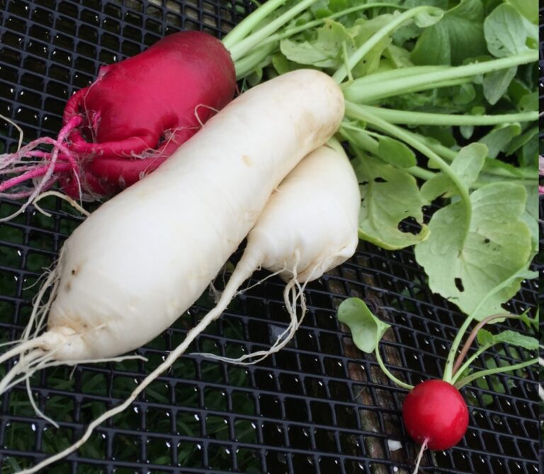 Radishes-Daikon (bunch)