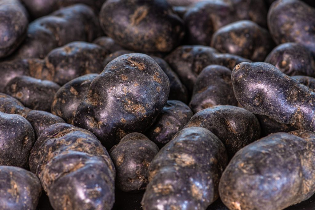 Potato- Huckleberry Gold (qrt)