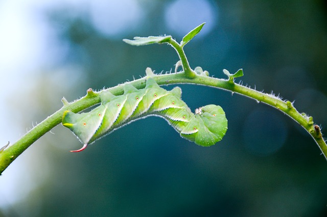 5 Common Garden Pests And What To Look For