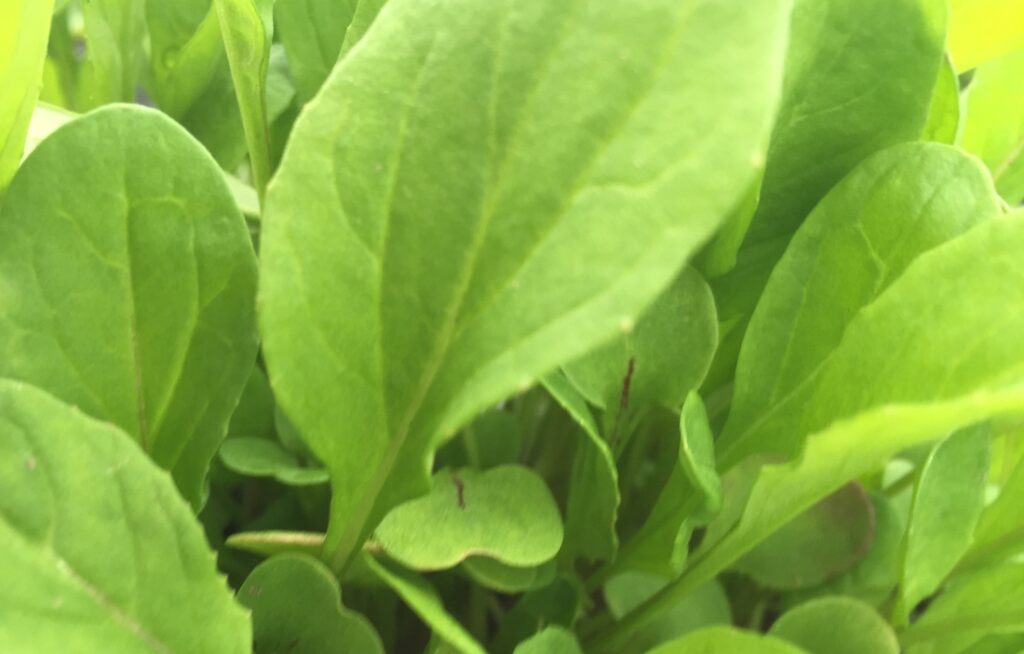 Arugula-108g
