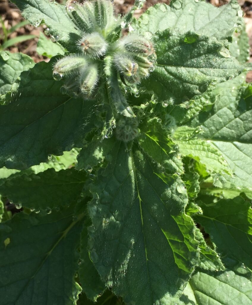 Herb-Borage (225g bag)