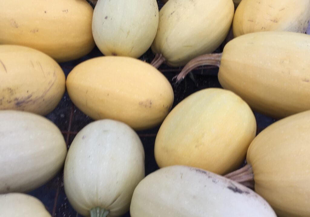 Spaghetti Squash -lg