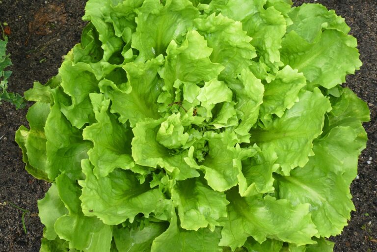Green Endive