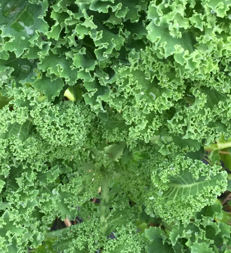 Kale-Red or green (bunch)