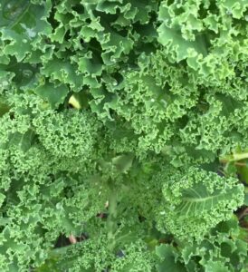 Image- Curly Green Kale