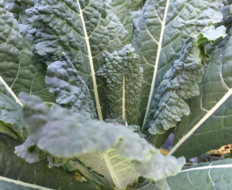 Kale-Lacinato (bunch)
