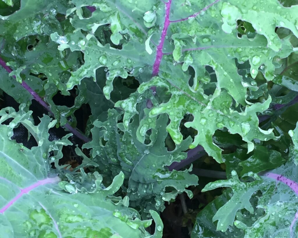 Red Russian Kale- bunch