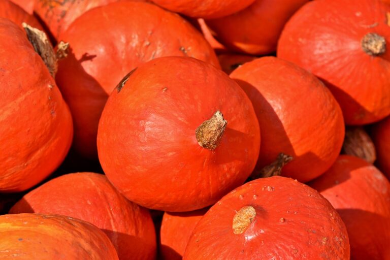 Tiny Baby Kabocha Squash (ea)