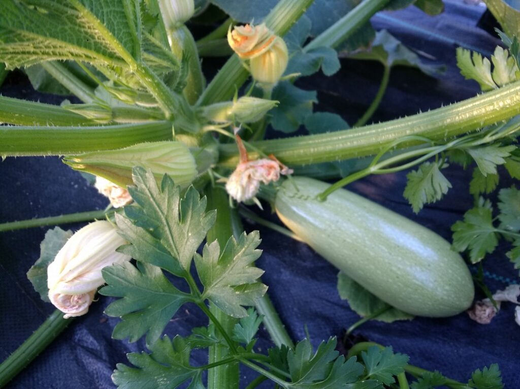 Zucchini-Vegetable Marrow (med)(ea)