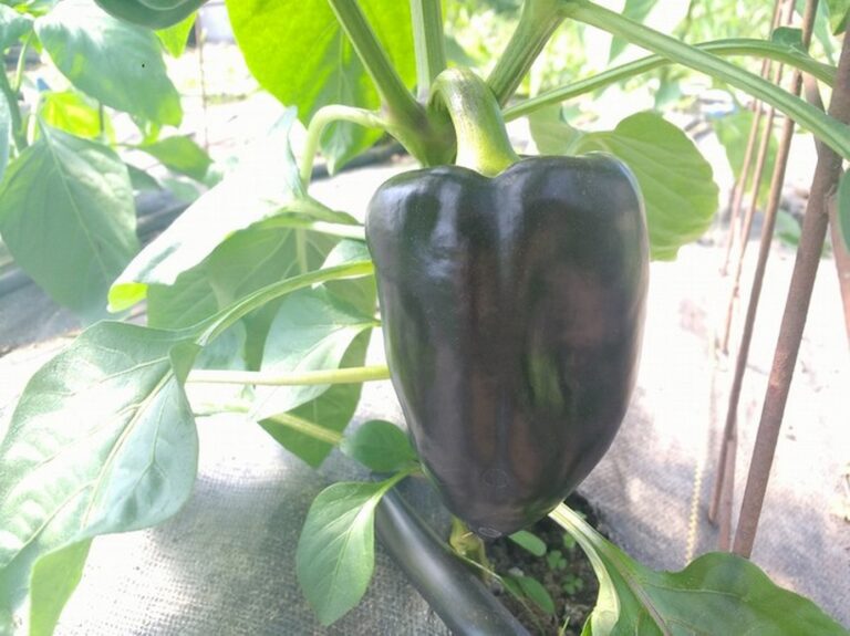 Sweet Pepper-purple, white, orange, or green (for 2)