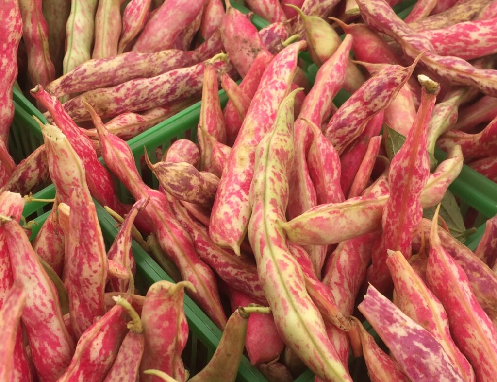 Beans- Cranberry, Fresh Shelling (350g)