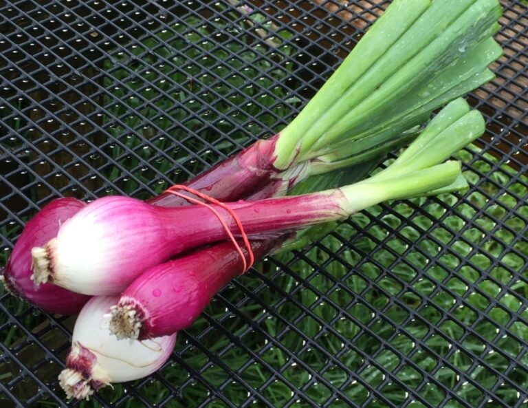 Onion-Red Tropeana, fresh (bunch)