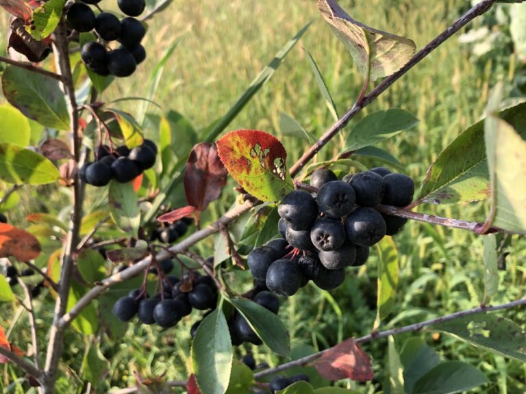 Aronia Berries-pint
