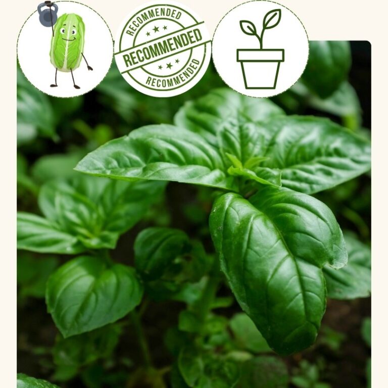 Basil-Sweet, Evi (4 inch pot)