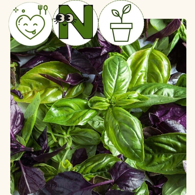 Basil Blend (4 pack)