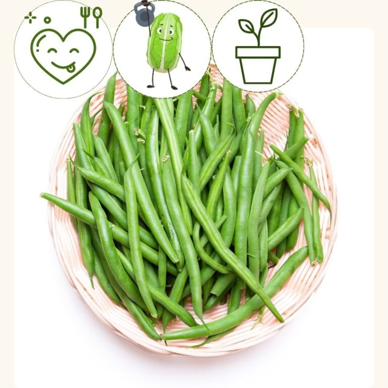 Bush Bean-Jade (4 pack)