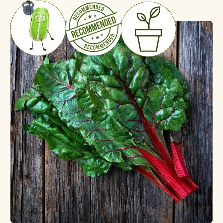 Swiss Chard-Fire Fresh (4 pack)