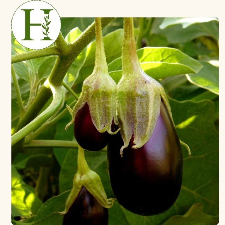 Eggplant-Black Beauty (4 inch pot)