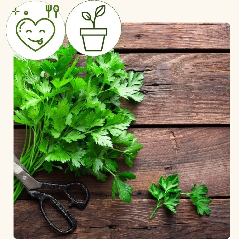 Parsley-Flat Leafed, Laica (4 inch pot)