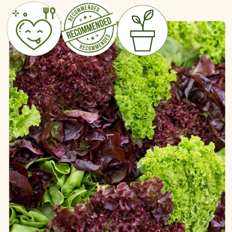 Lettuce-Mixed Leaf (4 pack)