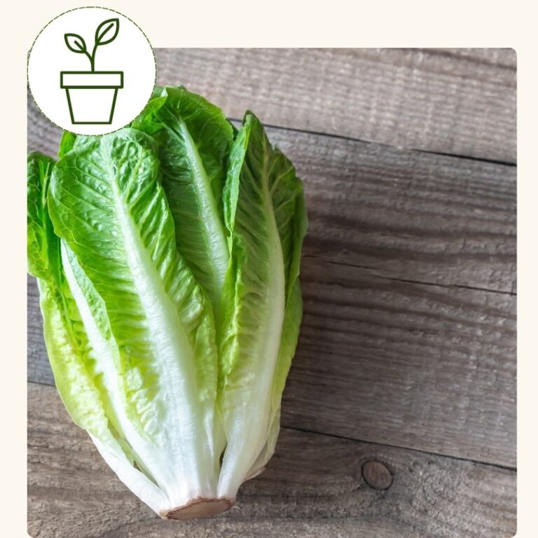 Lettuce-Romaine, Coastal Star (4 pack)