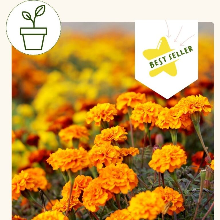 French Marigold-Safari Mix (6 pack)