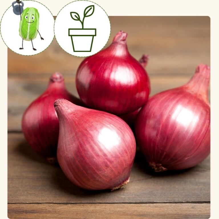 Onion-Red Carpet (4 pack)