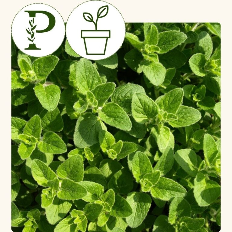 Oregano (4 inch pot)