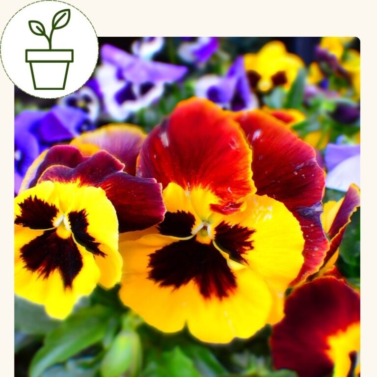 Pansy-Swiss Giants-mixed colours (4 pack)