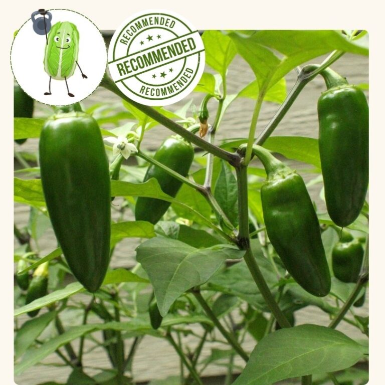 Pepper (Hot)-Jalapeno, Cuatero (4 inch pot)