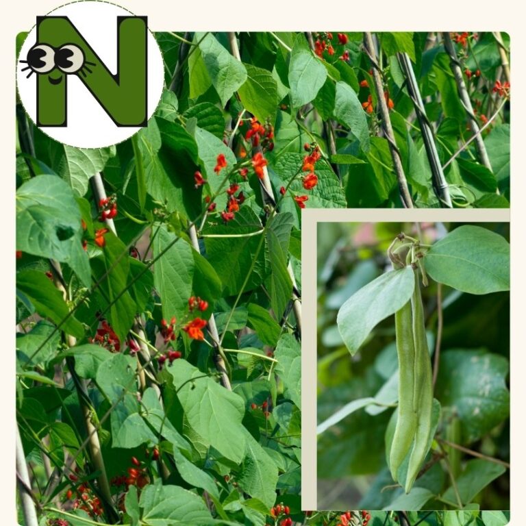 Scarlet Runner Bean (4 inch pot)