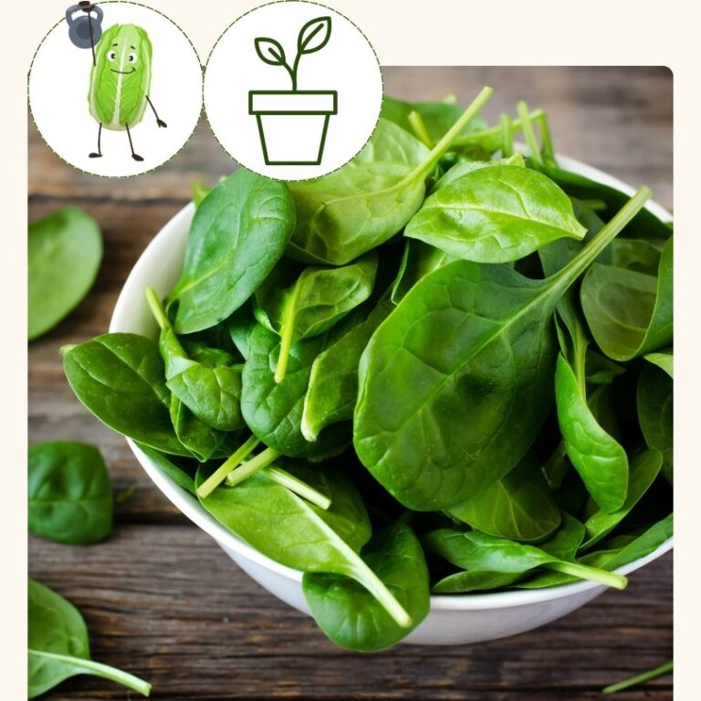 Spinach-Seaside (4 pack)