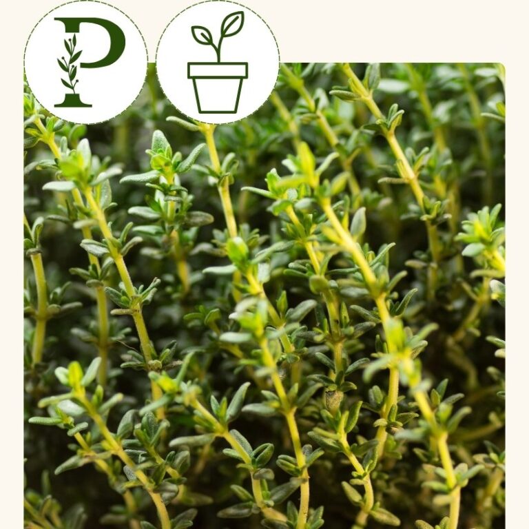 Thyme (4 inch pot)