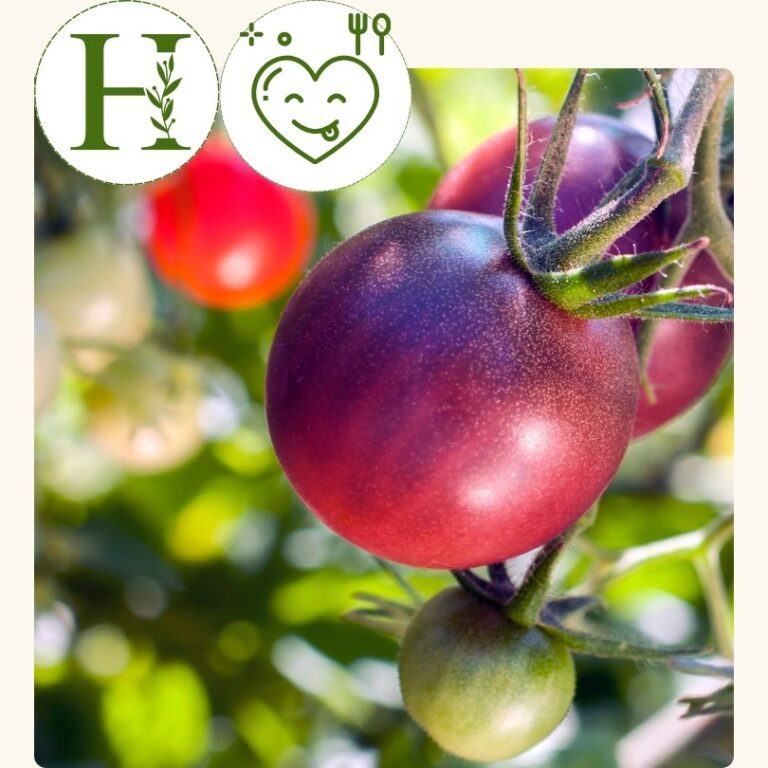 Cherry tomato-Chocolate Cherry (4 inch pot)