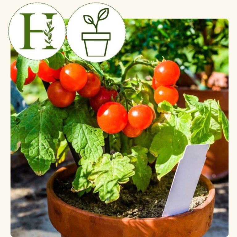 Cherry Tomato- Tiny Tim (4 inch pot)