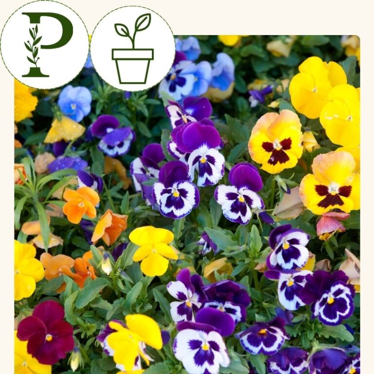 Viola-Mixed Colours (4 inch pot)