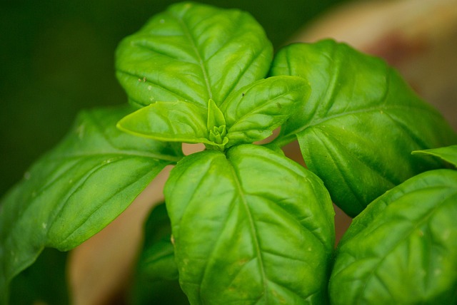 Basil (bunch)