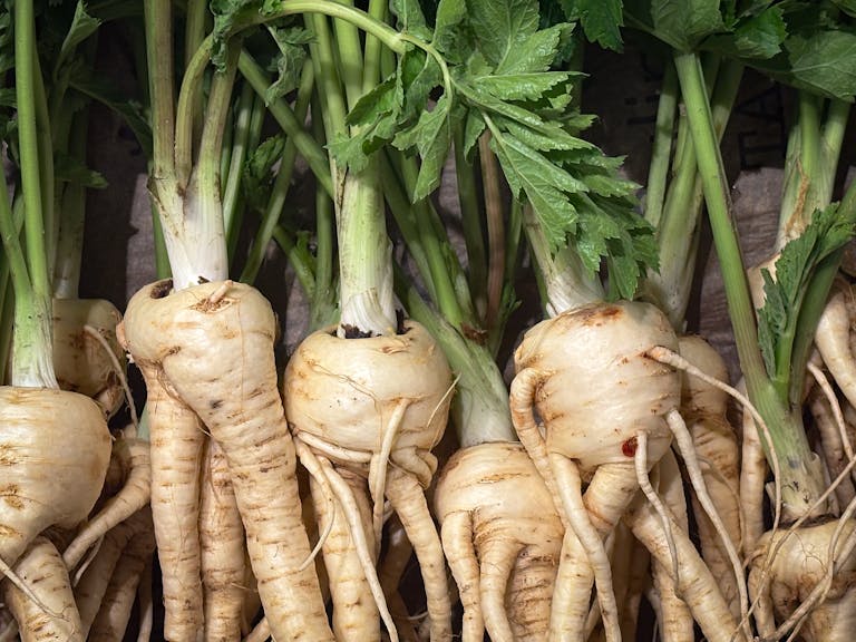 Parsley Root (Elmira, conv)(qrt)