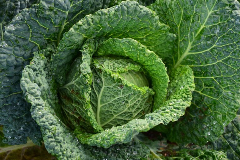 Savoy Cabbage (ea)(smaller)